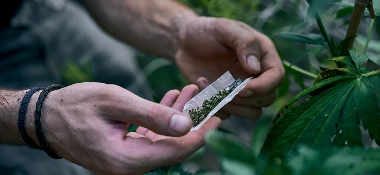 Cannabis Strains in Ontario: A Technical Guide