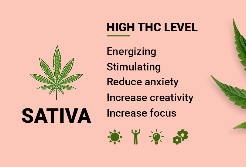 Sativa