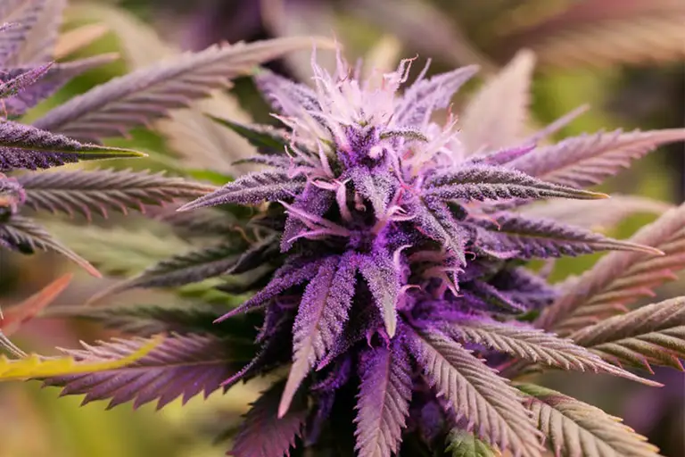 Purple Haze @ Chillin Cheetah Weed delivery