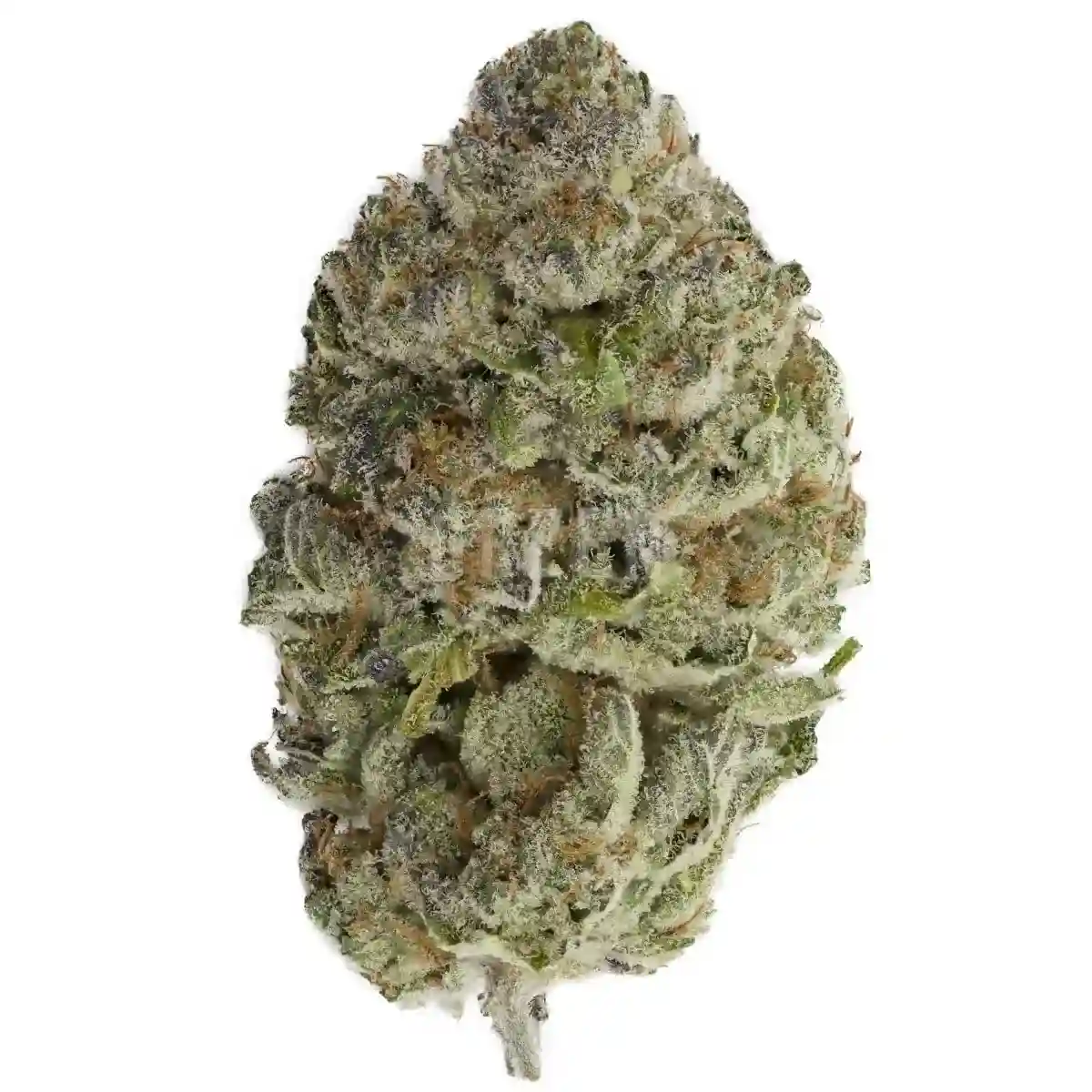 Blue Fin Tuna - Chillin Cheetah - /bluefintuna