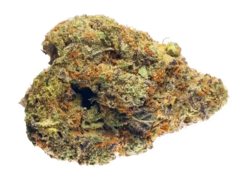 Hindu Kush - Chillin Cheetah - /hindukush