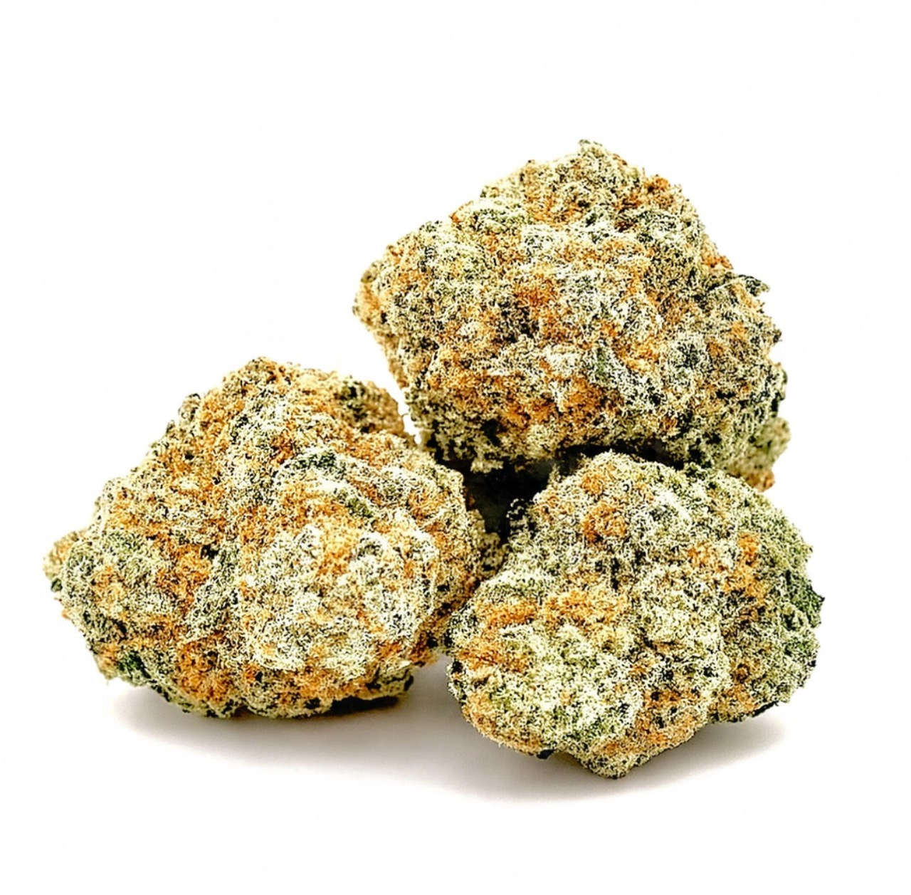 Mimosa - Chillin Cheetah - Burlington