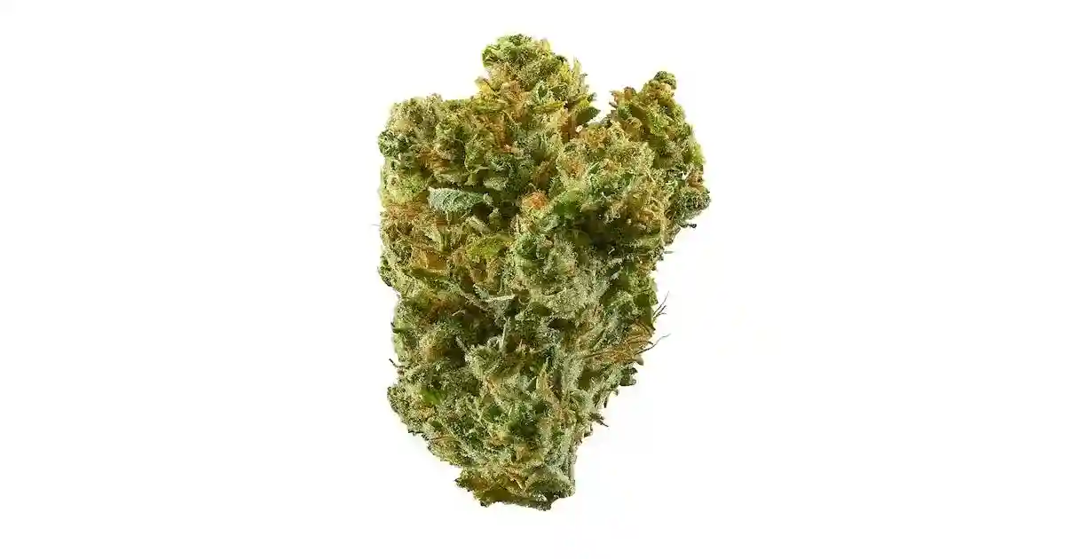 Close-up Of A Single Cannabis Bud Of Super Silver Haze From Chillin Cheetah Against A White Background. The Bud Has A Dense, Irregular Shape With Shades Of Green, Orange, And Hints Of Brown, Covered In Trichomes, Giving It A Frosty Appearance. - Chillin Cheetah - /supersilverhaze