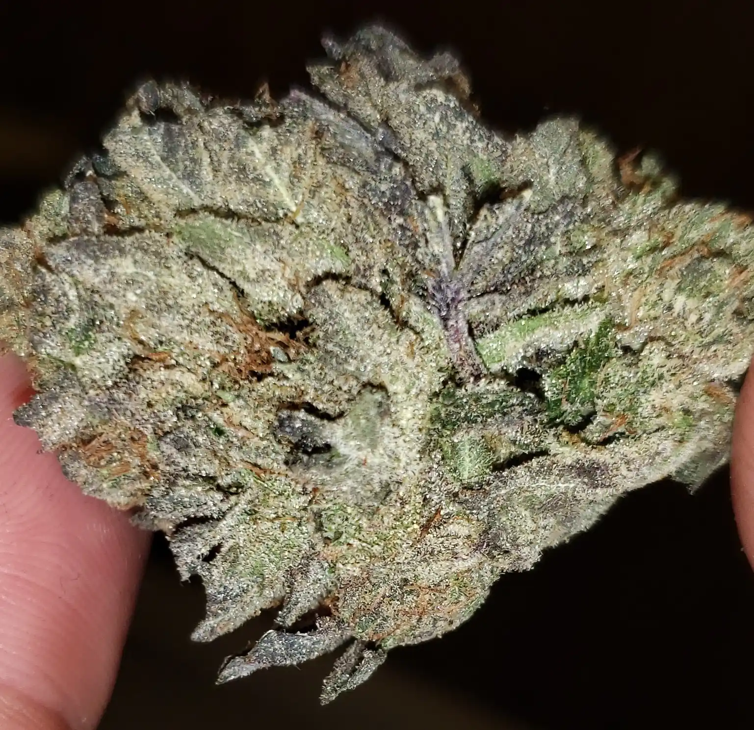 Buy Blue Fin Tuna Online