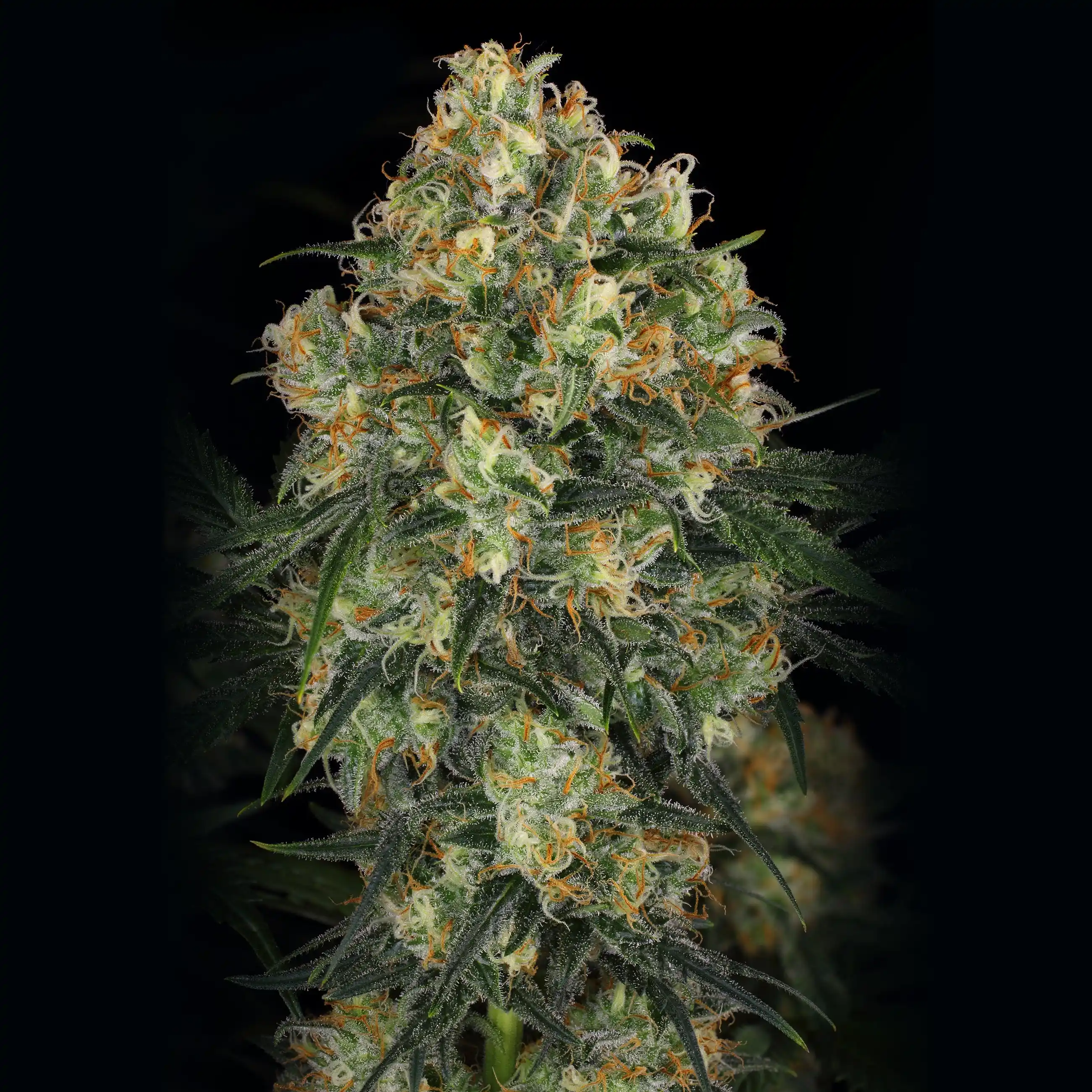 Buy Hindu Kush Online