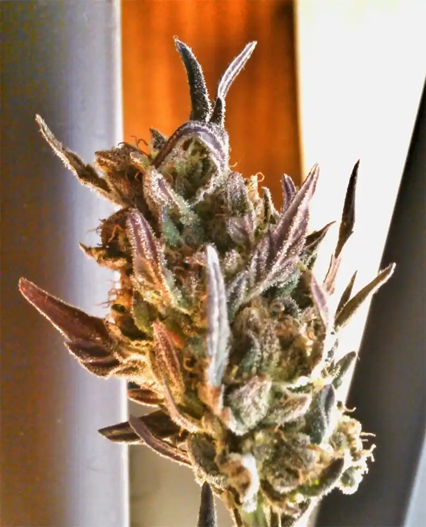 Buy Pineapple Purps Online