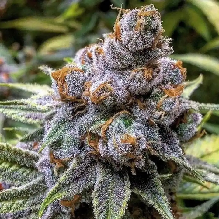 Pinkman Goo Available For Delivery - Chillin Cheetah